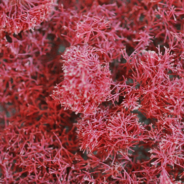 Rubens Jania Extract