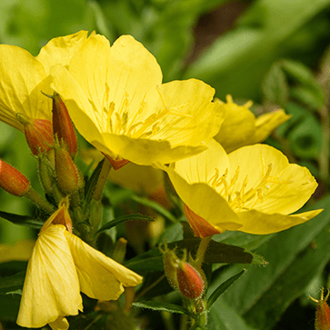 Vegetable Oil of Evening Primrose