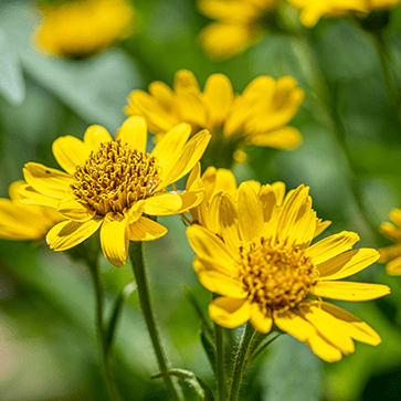 Arnica Flower Extract