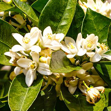 Orange Blossom Extract