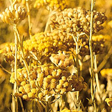 Immortelle Aqueous Extract