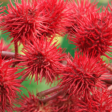 Vegetable Castor Oil