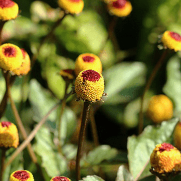 Acmella Oleracea Extract