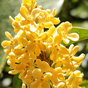 Extrait de fleur d'osmanthus