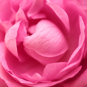 Rose Centifolia Absolute