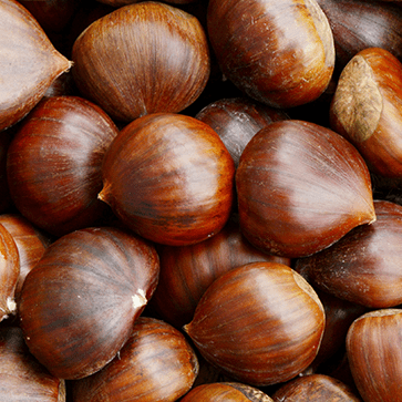 Chestnut Extract