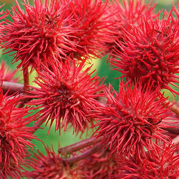 Vegetable Castor Oil