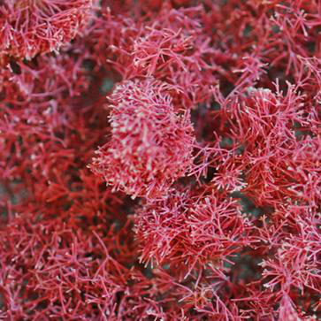 Rubens Jania Extract