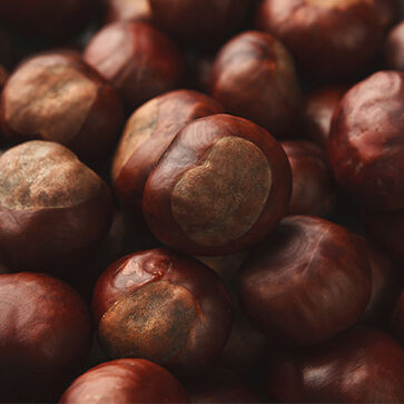 Hazelnut & Hazelwood