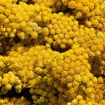 Immortelle Essential Oil from Corsica