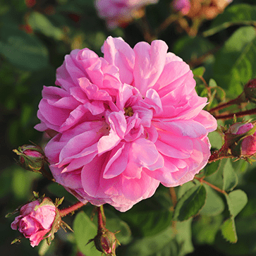 Rose Centifolia