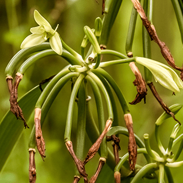 Vanilla