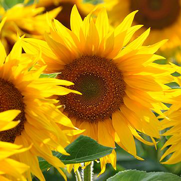 Sunflower Oil