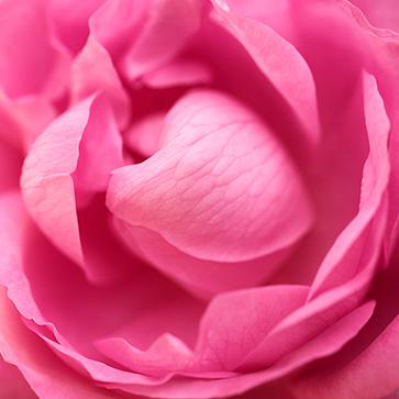 Rose Centifolia Absolute