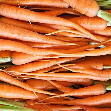 Carrot Vegetable Oil