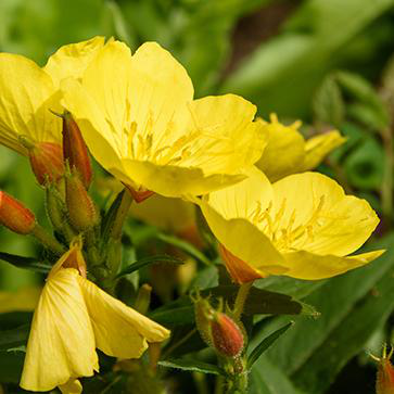 Vegetable Oil of Evening Primrose