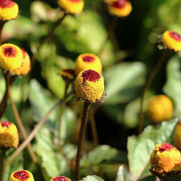 Extrait d’Acmella Oleracea