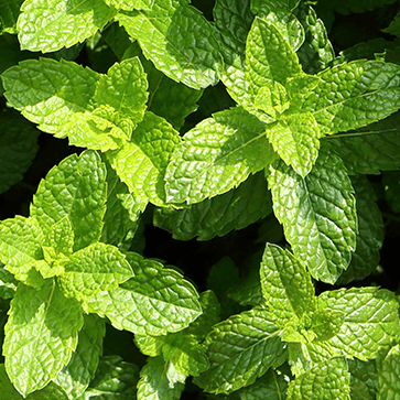 Huile Essentielle de Menthe Poivr&eacute;e