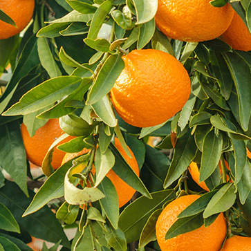 Sweet Orange Essential Oil