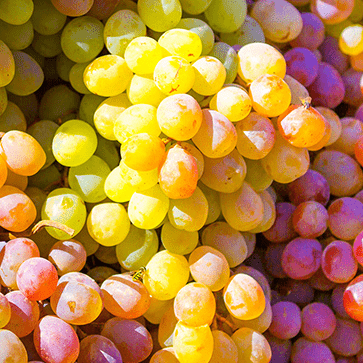 Grape Seed Oil