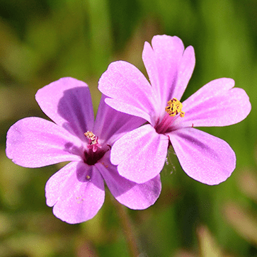 Geranium Essential Oil