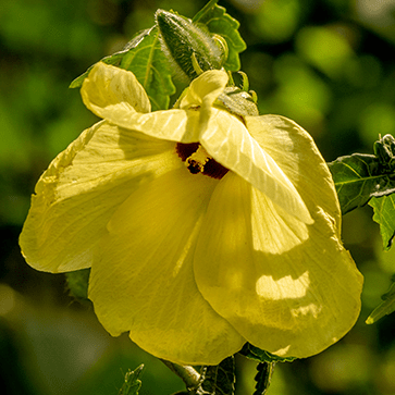 Ambrette Seed Absolute