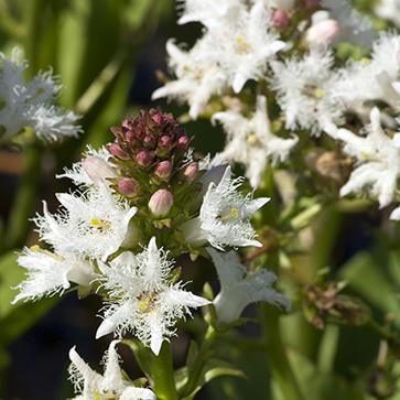 Clover Water Extract