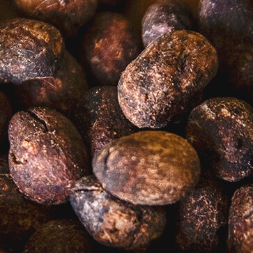 Organic Shea Butter