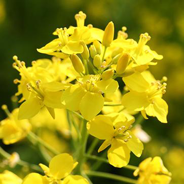 Rapeseed Phytosterols