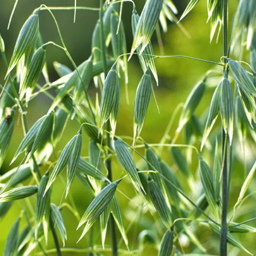 Black Oat Extract