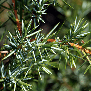 Huile Essentielle de Cade