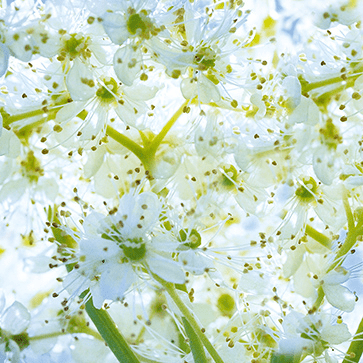 Meadowsweet Extract