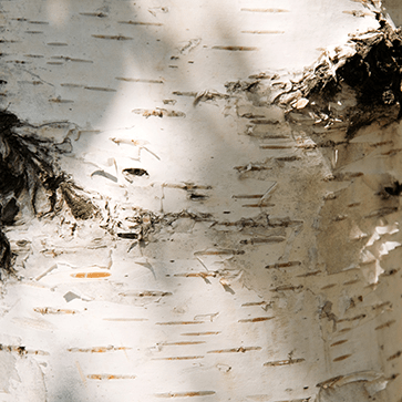 Birch Sap