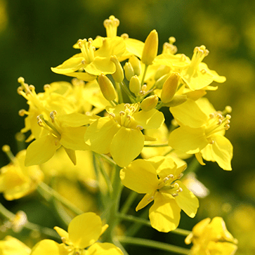 Rapeseed Phytosterols