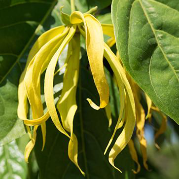 Ylang Ylang Essential Oil