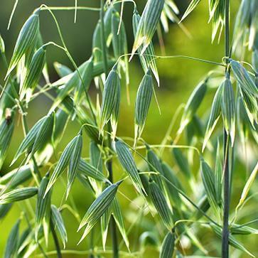 Oat Extract