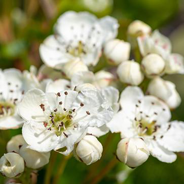 May Blossom Extract
