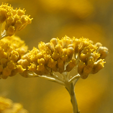 Immortelle Sap-Like Extract