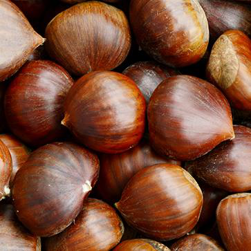 Chestnut Extract