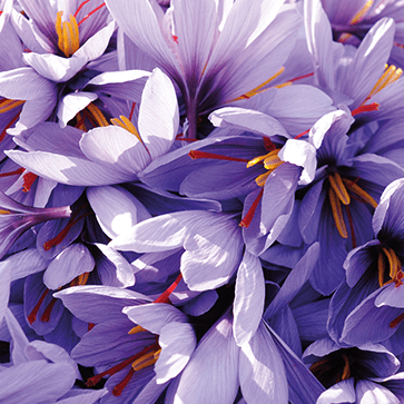 Saffron Flower Extract