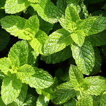 Peppermint Essential Oil