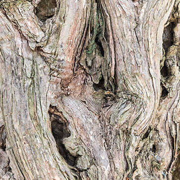 Oakwood & Ambrette Seed