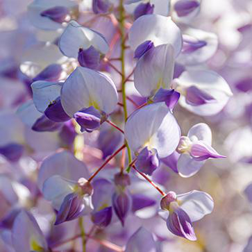 WISTERIA SINENSIS EXTRACT
