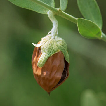 Jojoba Pearls & Enzymatic Exfoliant