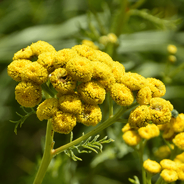 Golden Button Extract