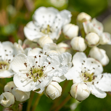 May Blossom Extract