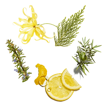 Volume & Strength Essential Oil Cocktail