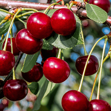 Cherry Extract