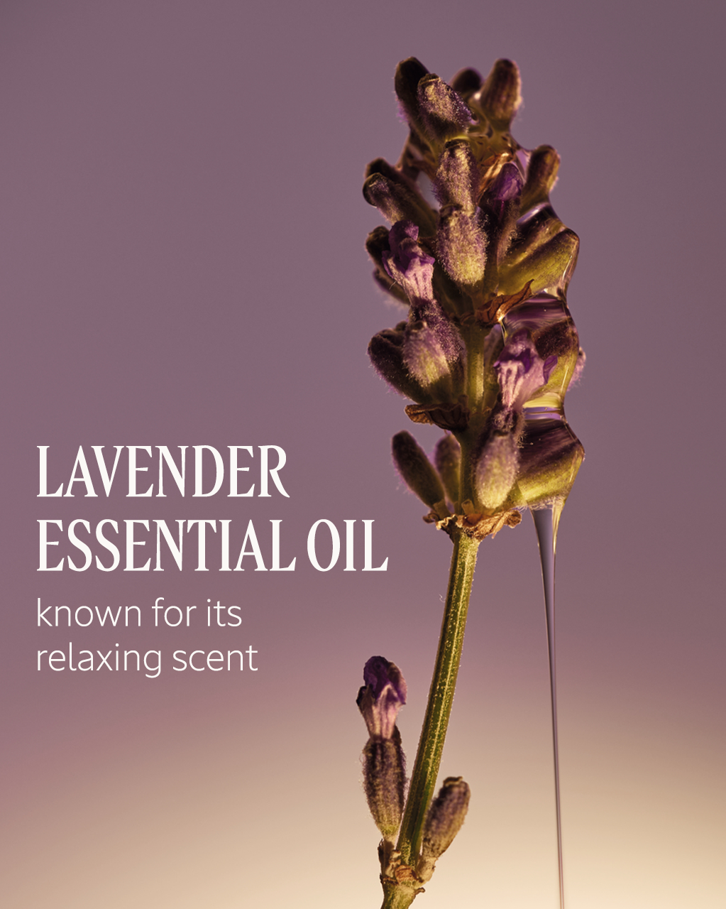 Le Savon Lavender Liquid Hand Soap