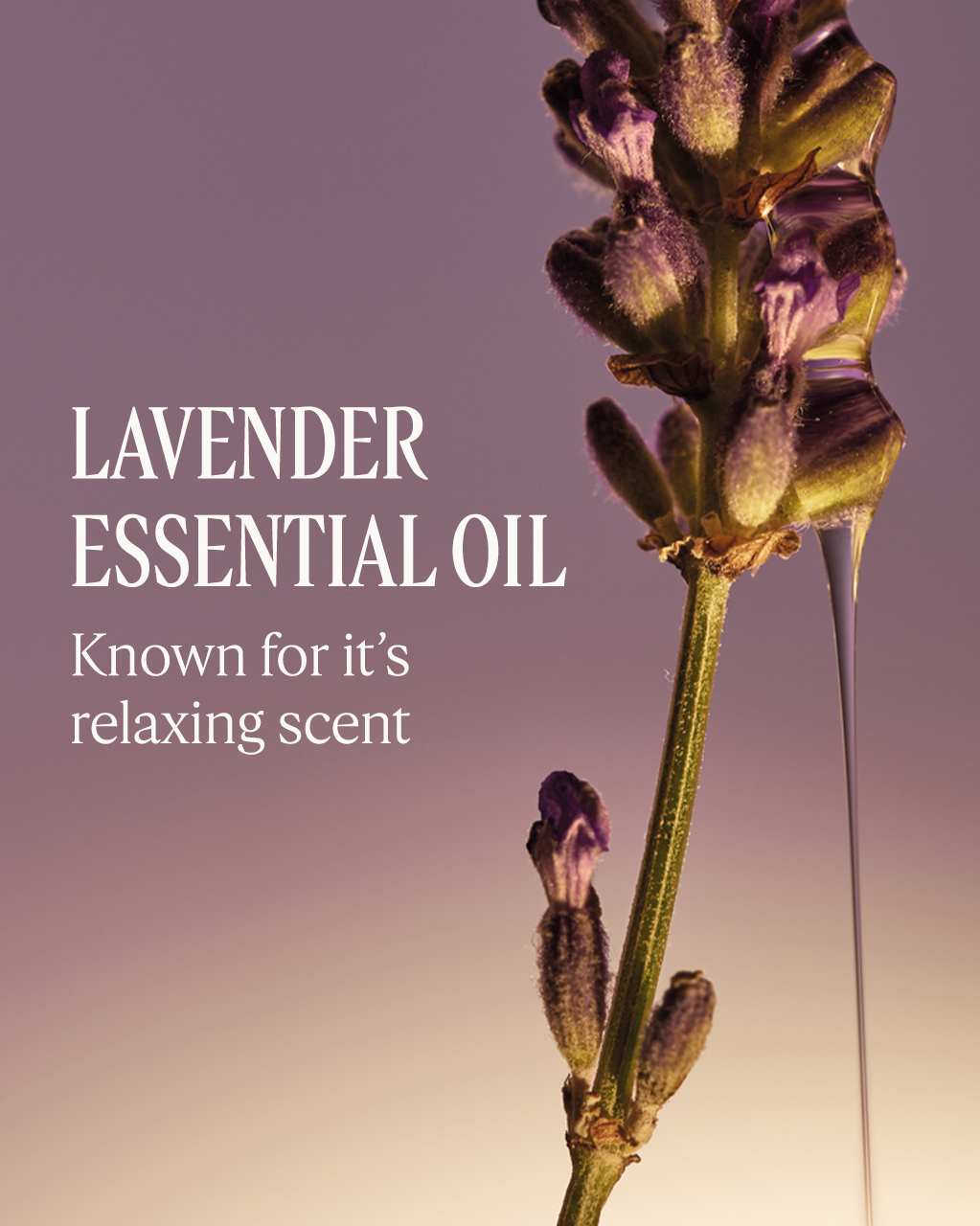 Lavender Collection